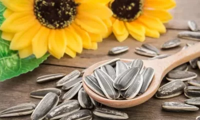 Sunflower Seeds